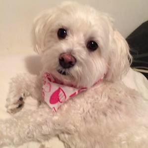 Meet your Posher, Rose